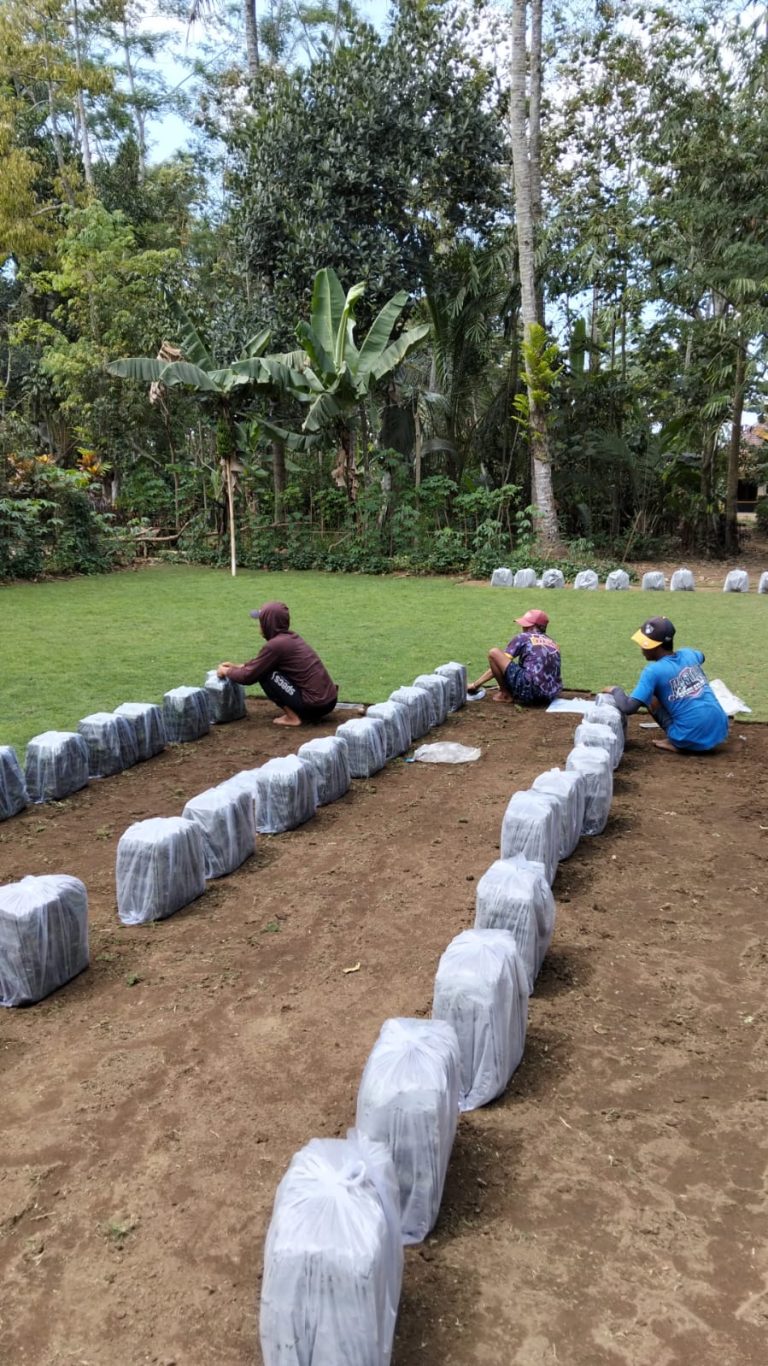 rumput taman malang porto 3