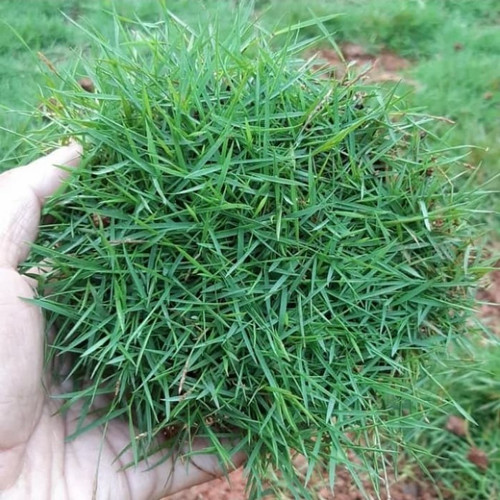 rumput jepang