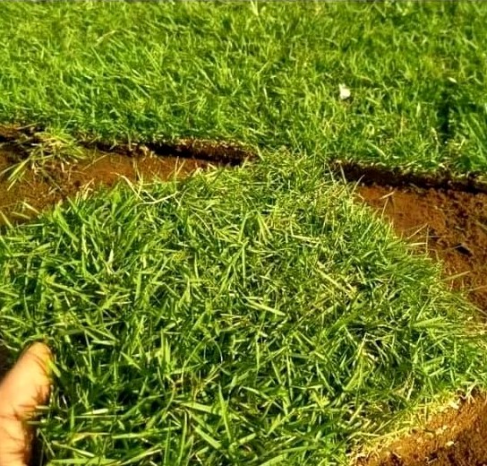 rumput taman