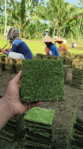 Rumput jepang 